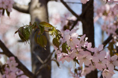 桜。