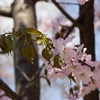 桜。