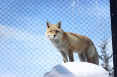 キタキツネ。