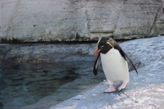 イワトビペンギン。