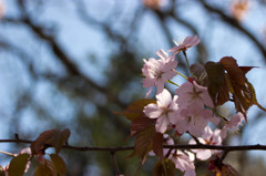 そして桜。