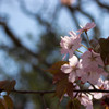 そして桜。