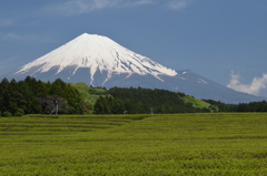 DSC_0459 大渕茶畑H26.5