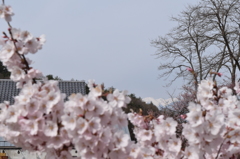 DSC_0341　高遠H26.4