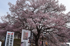 DSC_0351　高遠H26.4