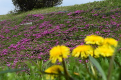 DSC_0401 大石寺H27.4