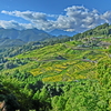CIMG3499　丸山千枚田H26.9