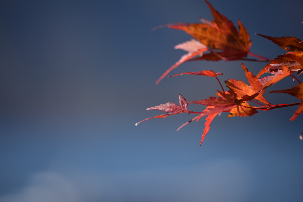 DSC_0447 中禅寺湖H26.11