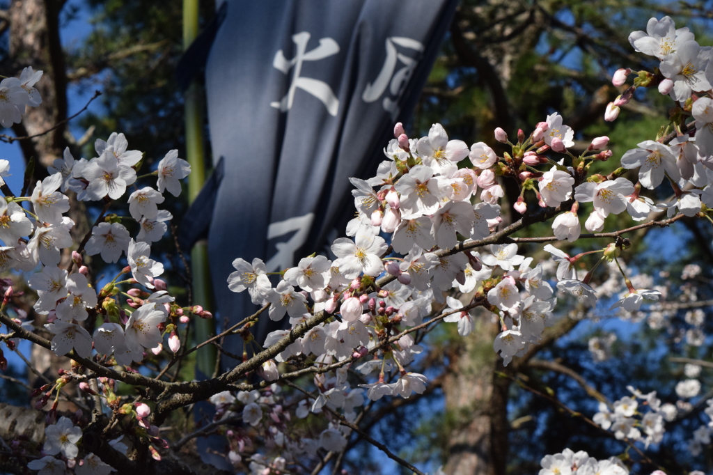 DSC_0368　武田神社H26.4