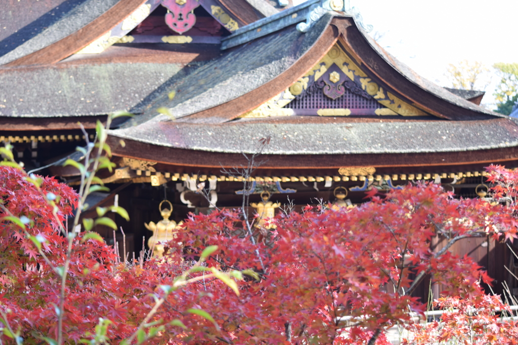 DSC_1167　北野天満宮H29.11