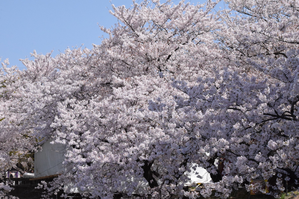 DSC_1365 岡崎公園H30.3