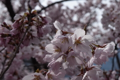 DSC_0344　高遠H26.4