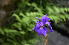 DSC_0878 方広寺H27.5