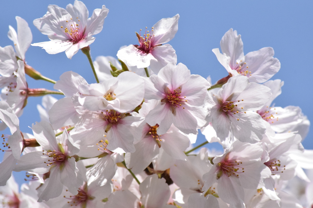 DSC_1355 岡崎公園H30.3