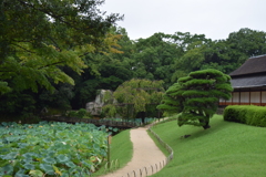 DSC_1487　岡山後楽園H28.9