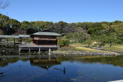 DSC_1310 白鳥庭園H30.3