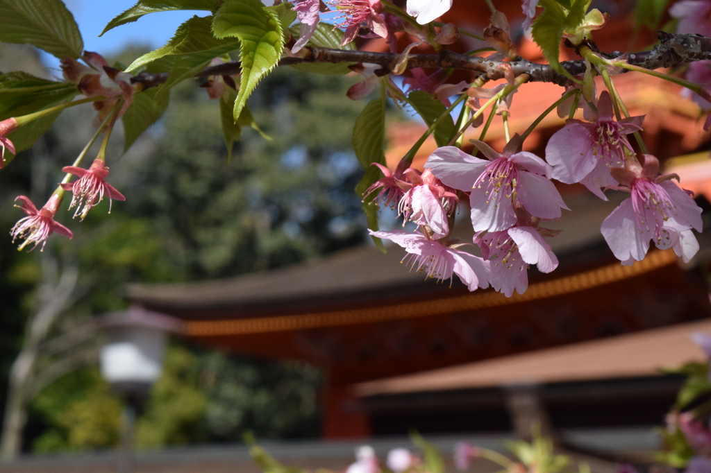 DSC_0426　浅間大社H26.3