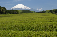 DSC_0457 大渕茶畑H26.5