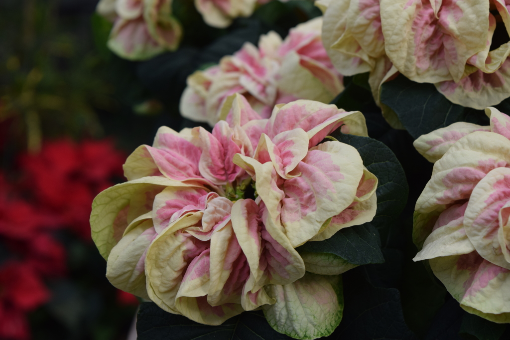 DSC_1223 ﾌﾗﾜｰﾊﾟｰｸH27.12