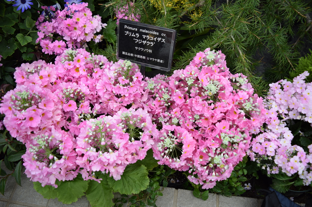 DSC_0039　ﾃﾞﾝﾊﾟｰｸH26.3