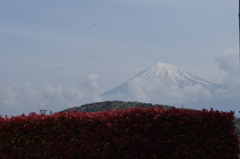 DSC_1243富士川楽座より