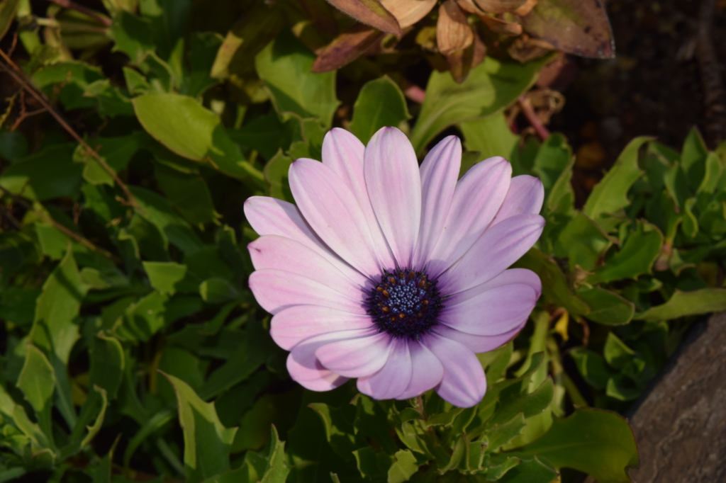 DSC_1234 ﾌﾗﾜｰﾊﾟｰｸH27.12