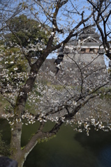 DSC_0896　熊本城H27.3