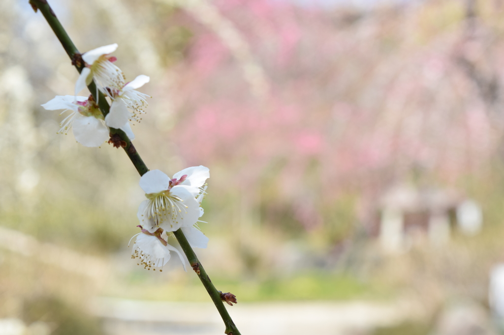 DSC_0003　龍尾神社H26.3
