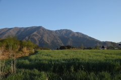 DSC_0352　朝霧高原H26.5