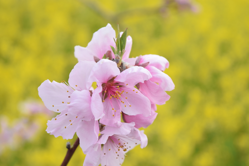 DSC_1262御坂桃の花祭り