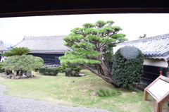 DSC_0369　高知城H26.7