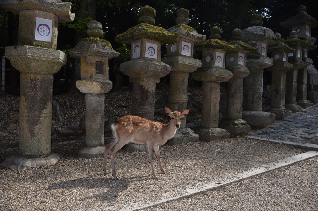 DSC_0965 春日大社H27.5