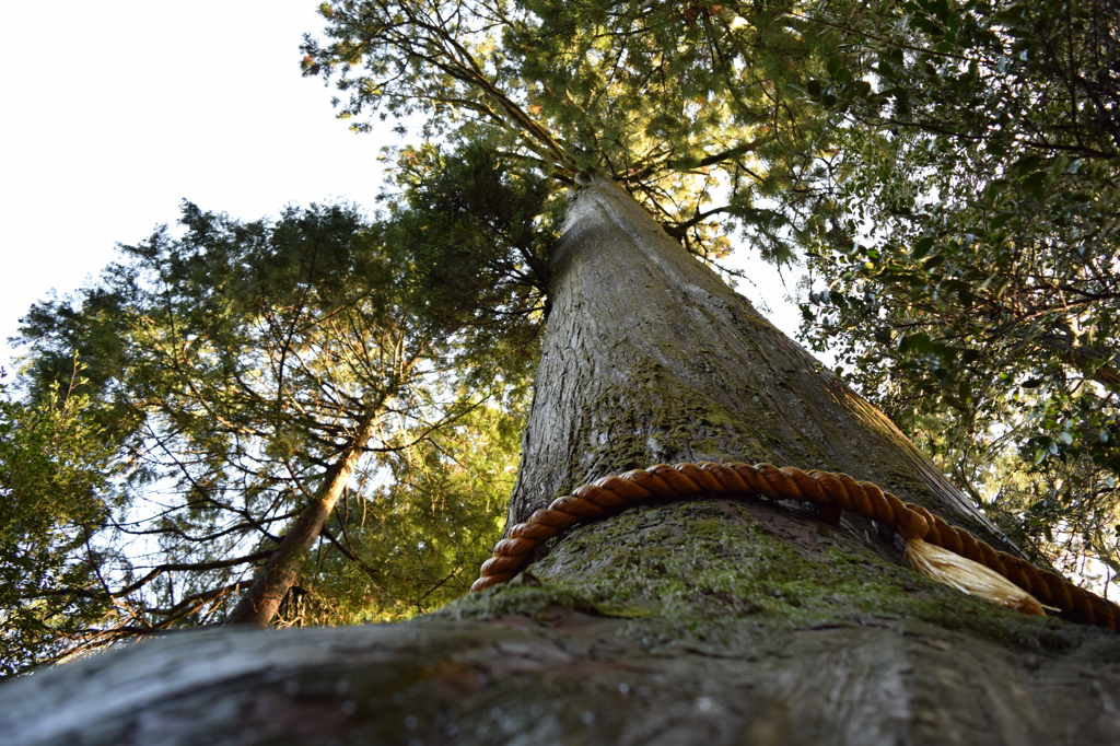 DSC_0070　箱根神社H26.3