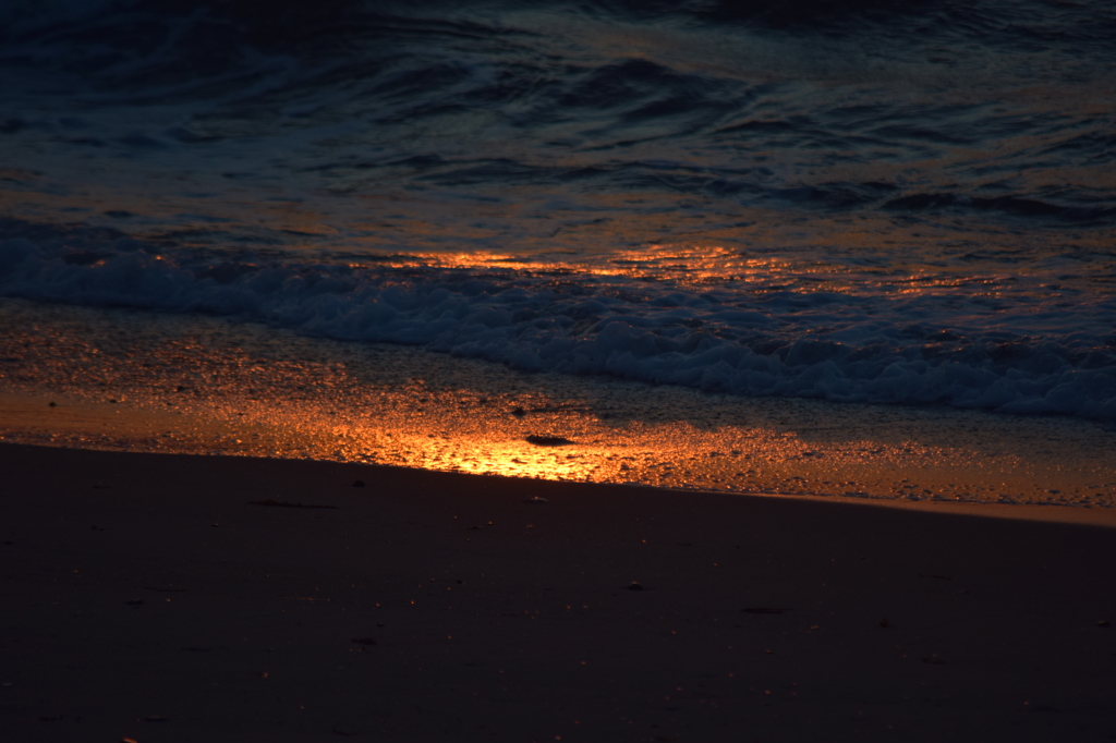 DSC_0494 伊良湖岬H27.2