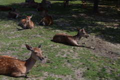 DSC_1021 奈良公園H27.5