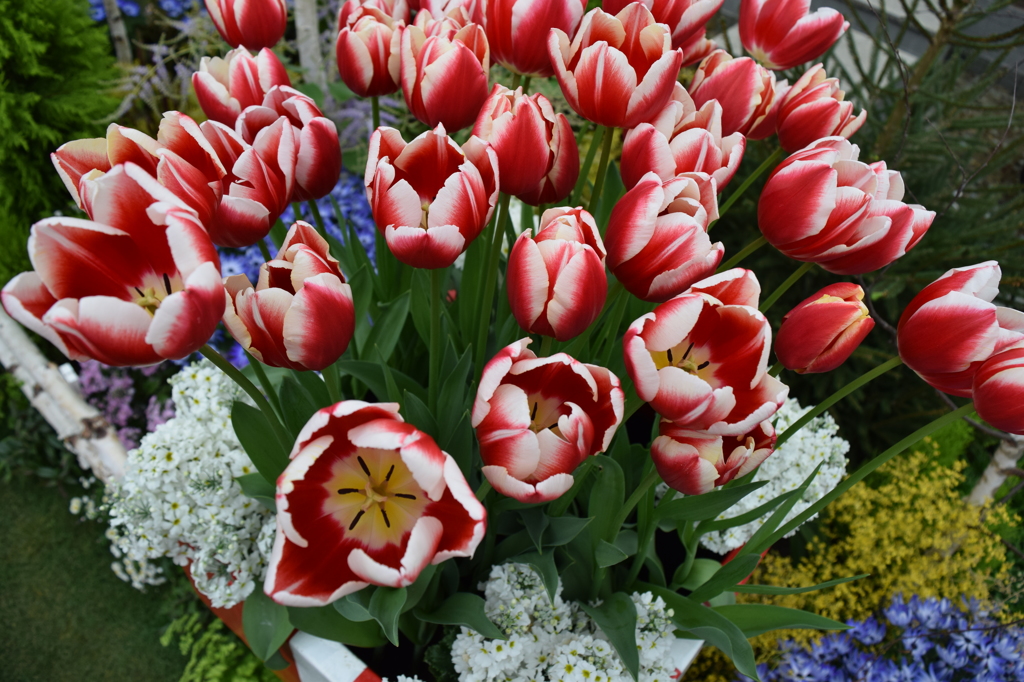 DSC_0046　　ﾃﾞﾝﾊﾟｰｸH26.3