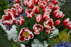 DSC_0046　　ﾃﾞﾝﾊﾟｰｸH26.3