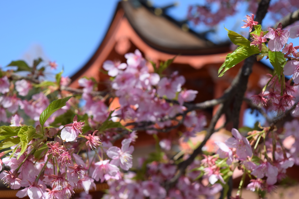 DSC_0439　浅間大社H26.3