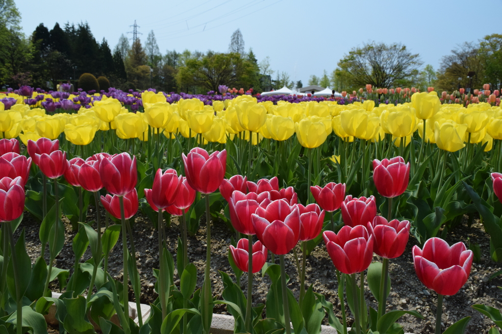 DSC_0368　となみH26.4