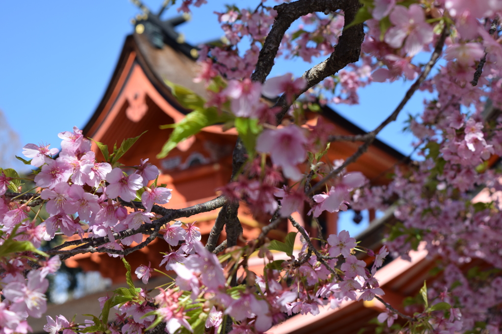 DSC_0441　浅間大社H26.3