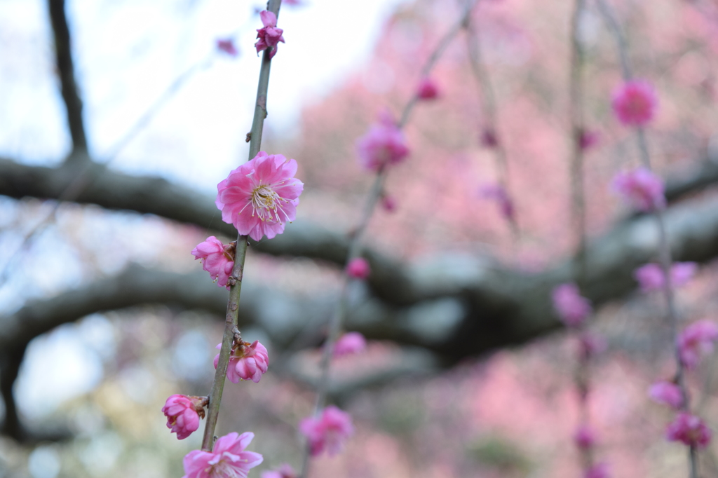 DSC_0011　龍尾神社H26.3