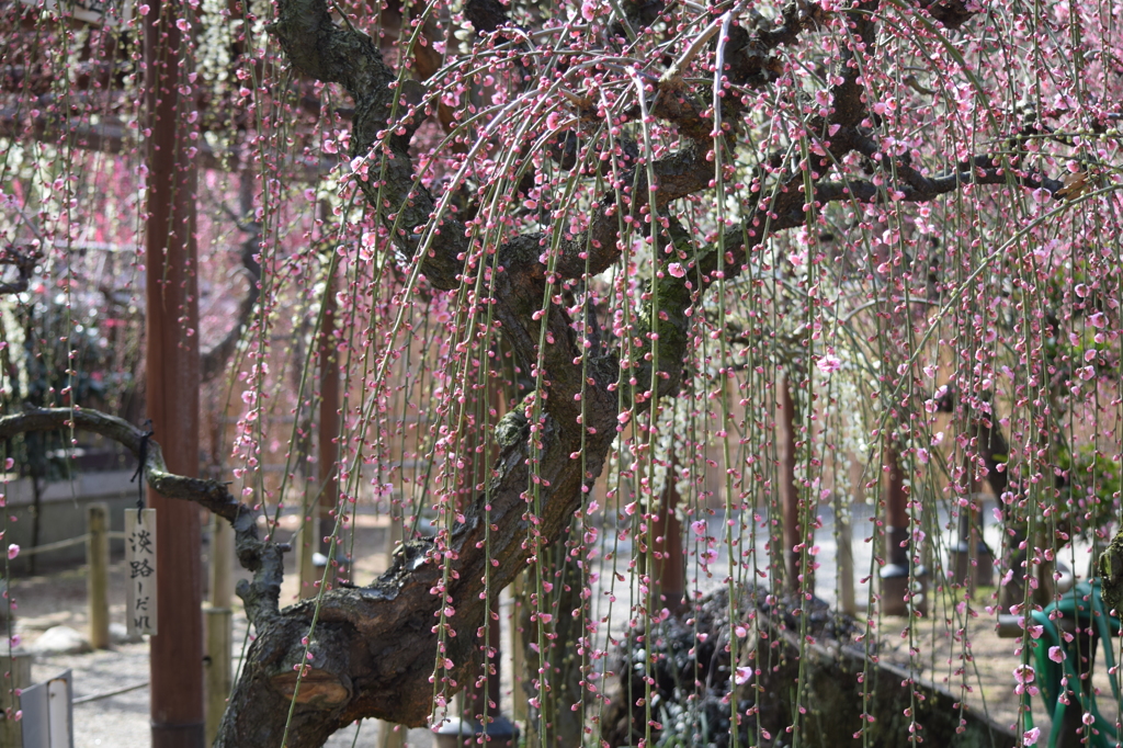 DSC_0740 結城神社H27.2