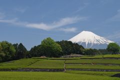 DSC_0466 大渕茶畑H26.5