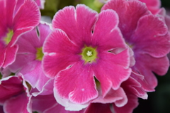 DSC_0043　ﾃﾞﾝﾊﾟｰｸH26.3