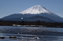 DSC_0294　精進湖H26.3