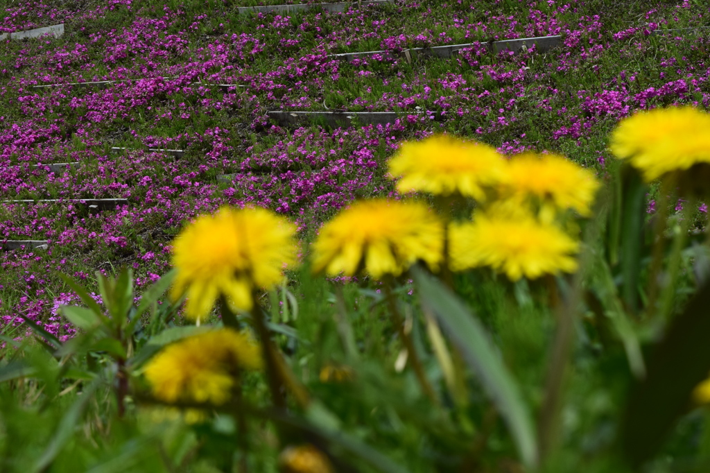 DSC_0400 大石寺H27.4