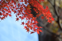 DSC_1195　北野天満宮H29.11