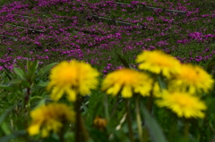 DSC_0398 大石寺H27.4