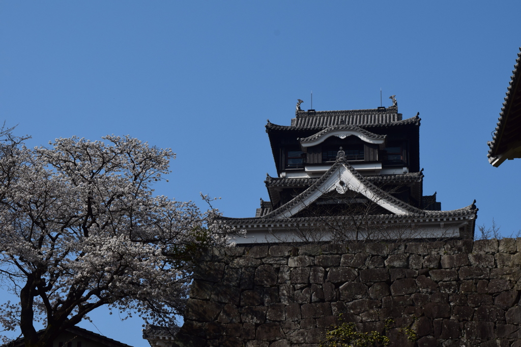 DSC_0862　熊本城H27.3