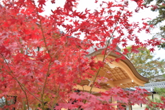 DSC_1131　北野天満宮H29.11